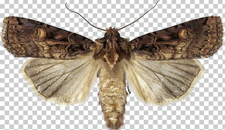 Brush-footed Butterflies Insect Brown House Moth Fall Armyworm African Armyworm PNG, Clipart, Animals, Arthropod, Bombycidae, Brush Footed Butterfly, Butterflies And Moths Free PNG Download