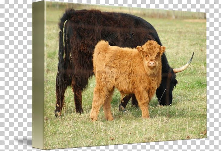Calf Highland Cattle Pasture Bull Grazing PNG, Clipart, Bull, Calf, Cattle, Cattle Like Mammal, Com Free PNG Download