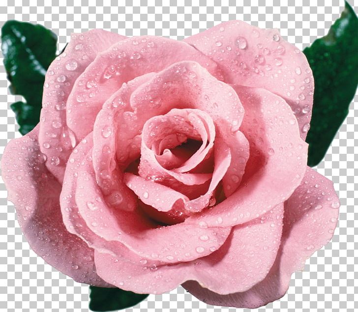 Flower Vecteur Rose PNG, Clipart, China Rose, Closeup, Computer Graphics, Computer Icons, Cut Flowers Free PNG Download