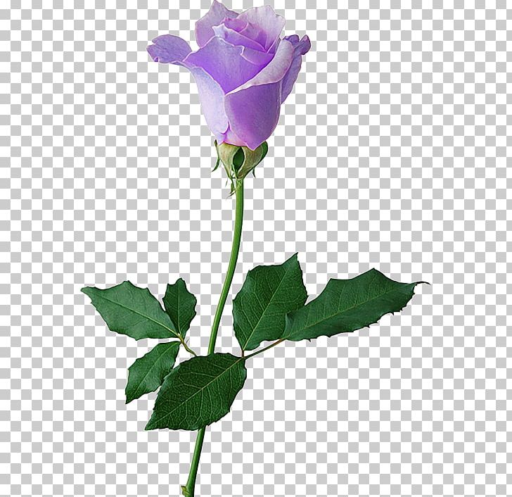 Garden Roses Cabbage Rose Beach Rose Petal Flower PNG, Clipart, Beach Rose, Bud, Cut Flowers, Da Lat, Flower Free PNG Download