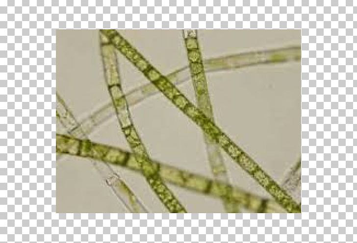 Oedogonium Microscope Slides Glass Oscillatoria PNG, Clipart, Angle, Chlorella, Glass, Grass, Microorganism Free PNG Download