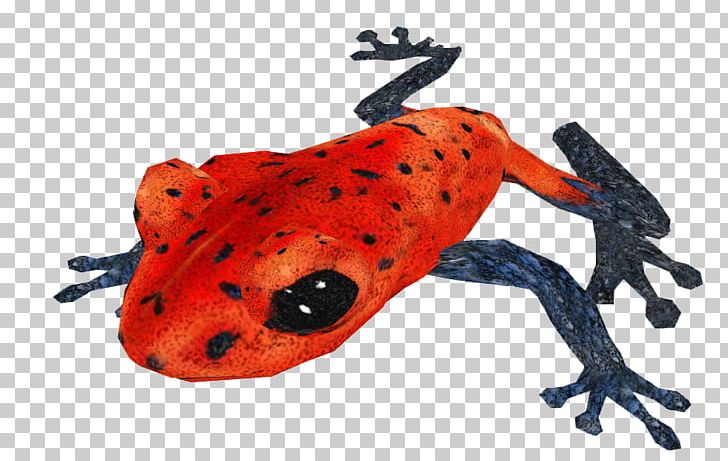 Toad True Frog Terrestrial Animal Lady Bird PNG, Clipart, Amphibian, Animal, Animal Figure, Frog, Ladybird Free PNG Download