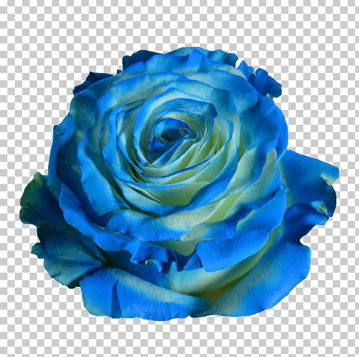 Blue Garden Roses Green Centifolia Roses PNG, Clipart, Blue, Blue, Blue Garden, Blue Rose, Centifolia Roses Free PNG Download