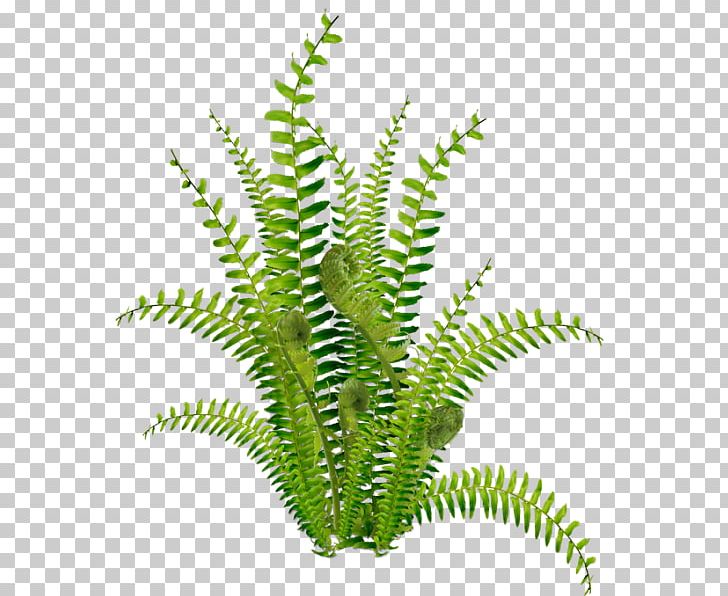 Fern Encapsulated PostScript PNG, Clipart, Aquarium Decor, Computer Icons, Digital Image, Encapsulated Postscript, Fern Free PNG Download