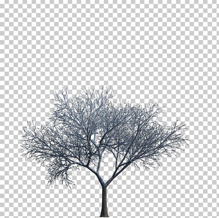 Tree 3D Computer Graphics PNG, Clipart, 3d Computer Graphics, Arecaceae, Background, Black And White, Branch Free PNG Download