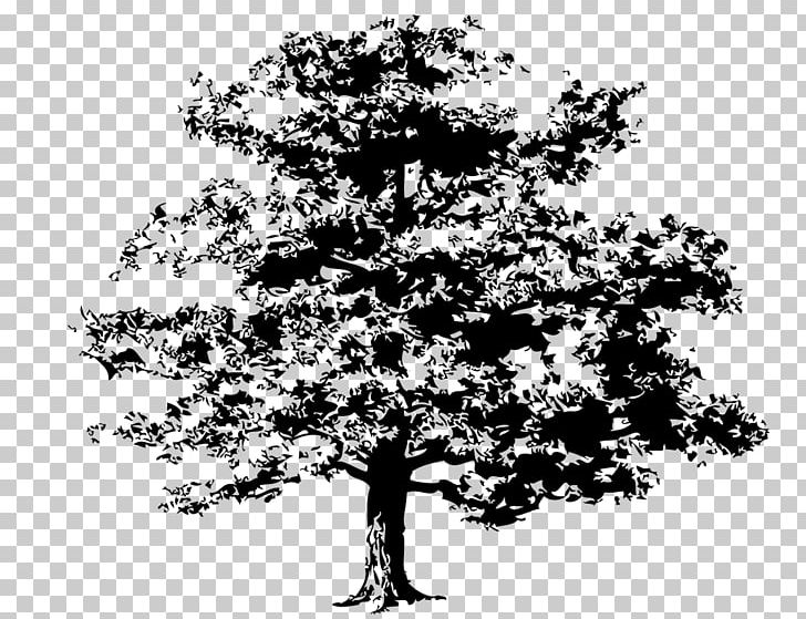Tree Quercus Kelloggii PNG, Clipart, Animation, Arborist, Art, Black And White, Branch Free PNG Download