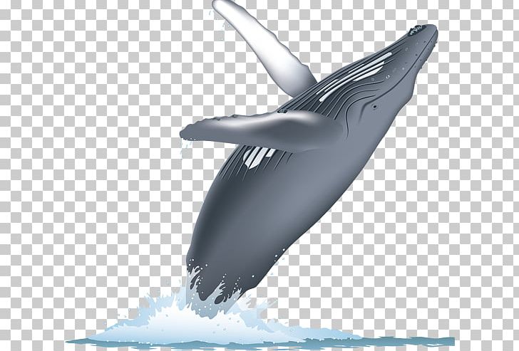 Cetacean Surfacing Behaviour Cetaceans Blue Whale Humpback Whale Whale Watching PNG, Clipart, Automotive Design, Blue Whale, Bowhead Whale, Cetacean Surfacing Behaviour, Gray Whale Free PNG Download