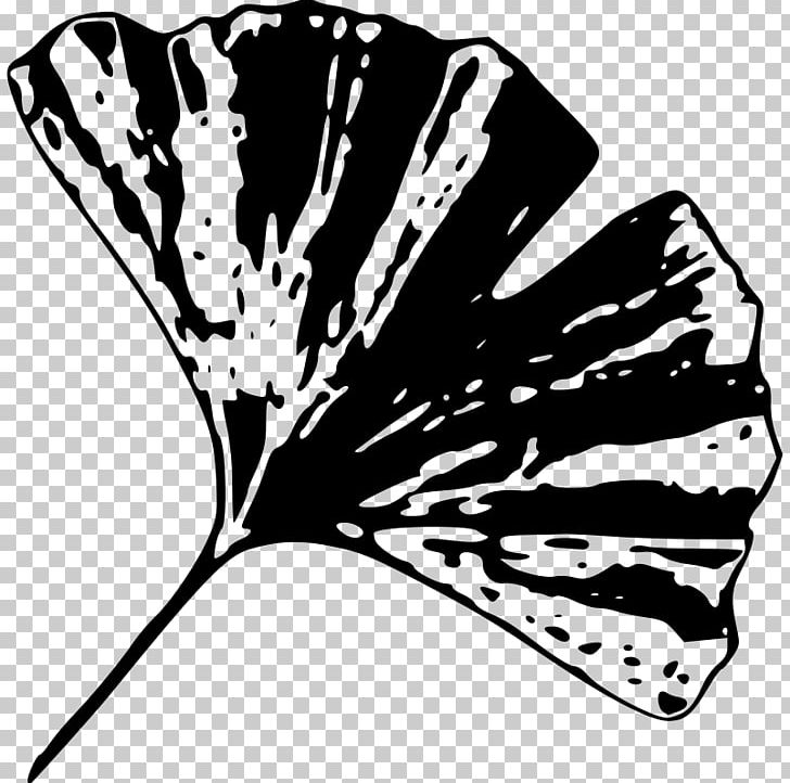 Ginkgo Biloba Tree Plant Leaf PNG, Clipart, Black, Black And White, Branch, Butterfly, Computer Icons Free PNG Download