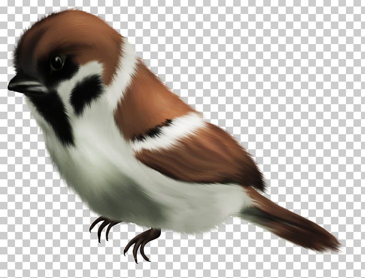 House Sparrow Bird PNG, Clipart, Animal, Animals, Beak, Bird, Fauna Free PNG Download
