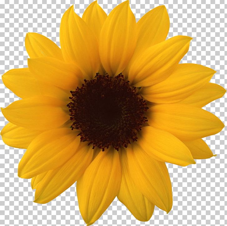 Sunflower PNG, Clipart, Sunflower Free PNG Download