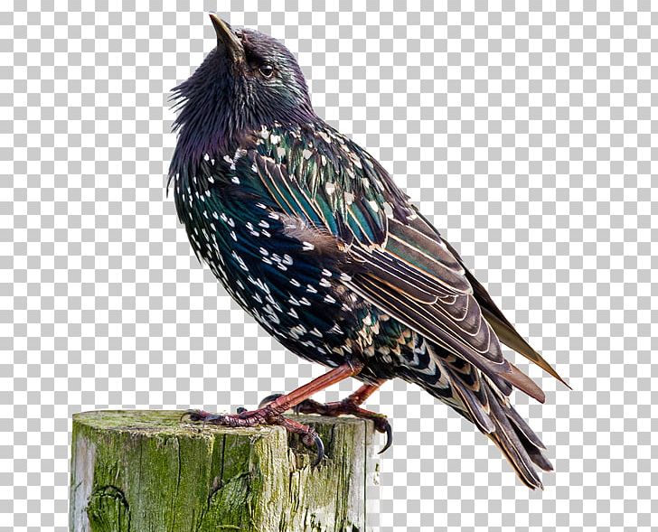 Wild Bird Care Centre Common Starling Bald Eagle New World Warblers PNG, Clipart, Animal, Animals, Arama, Bald Eagle, Beak Free PNG Download
