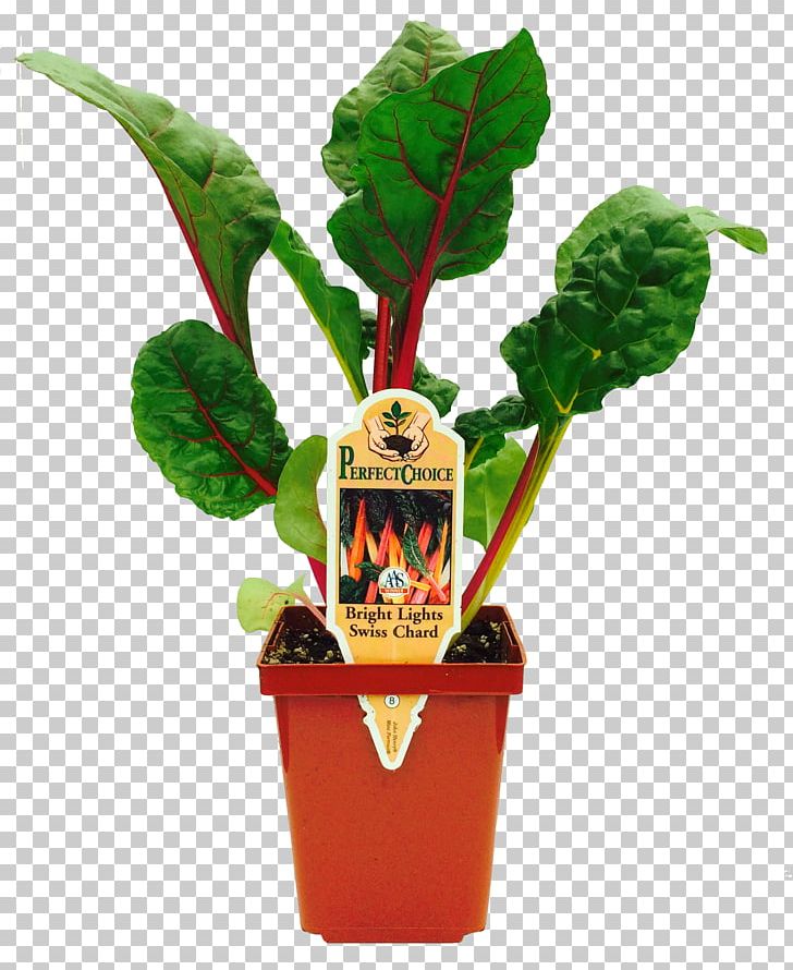 Leaf Vegetable Chard Herb Flowerpot PNG, Clipart, Beefsteak, Chard, Flowerpot, Food Drinks, Herb Free PNG Download