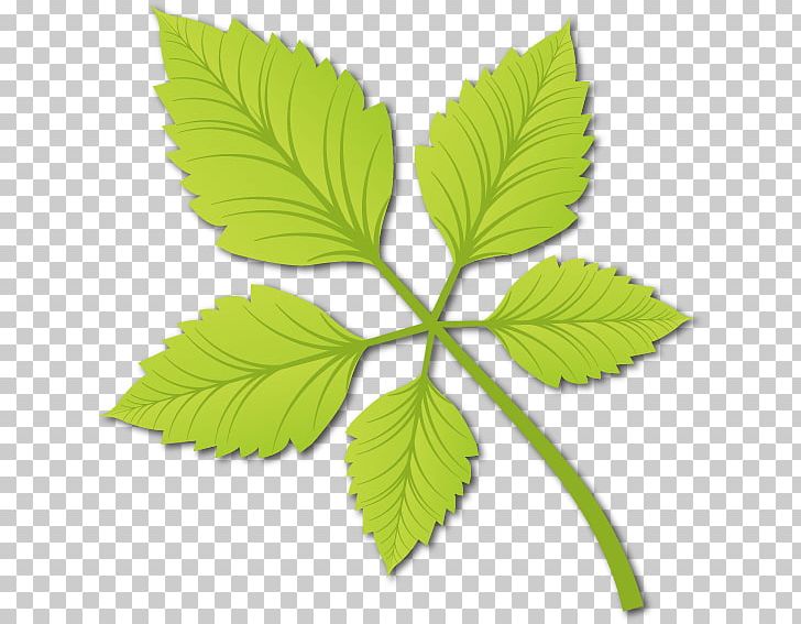 Leaf Euclidean PNG, Clipart, Branch, Designer, Fall Leaves, Free Vector, Green Leaves Free PNG Download