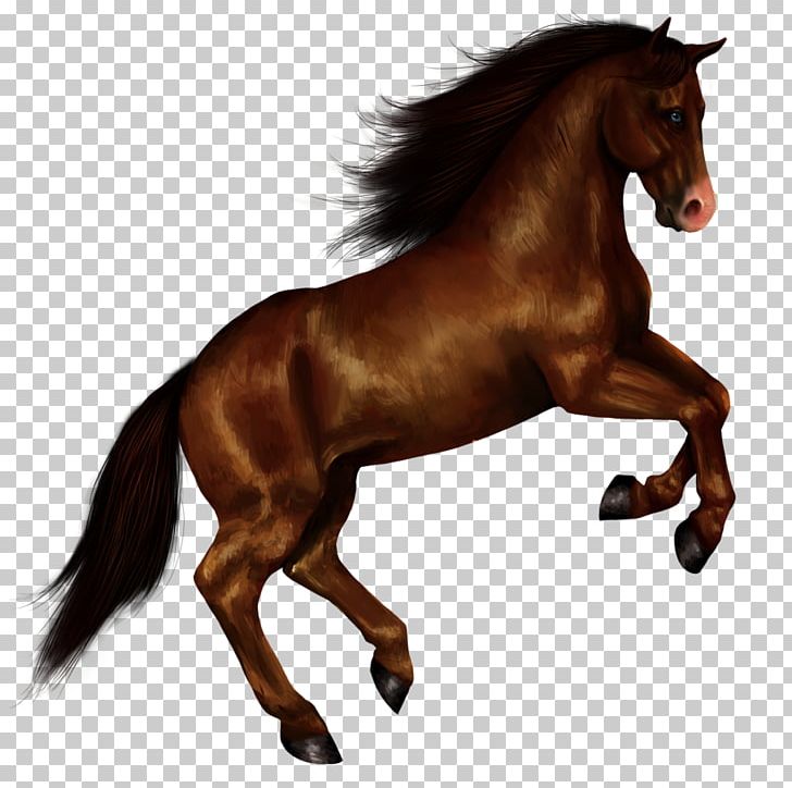 Mustang PNG, Clipart, Animal, Animallover, Animals, Bridle, Canter And Gallop Free PNG Download