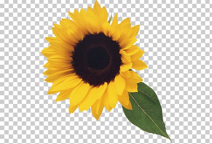 Sunflower PNG, Clipart, Sunflower Free PNG Download