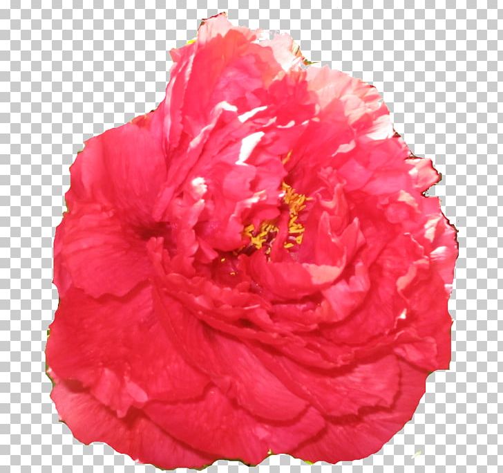 Cabbage Rose Garden Roses Carnation Cut Flowers Peony PNG, Clipart, Carnation, Cut Flowers, Flower, Flowering Plant, Garden Free PNG Download