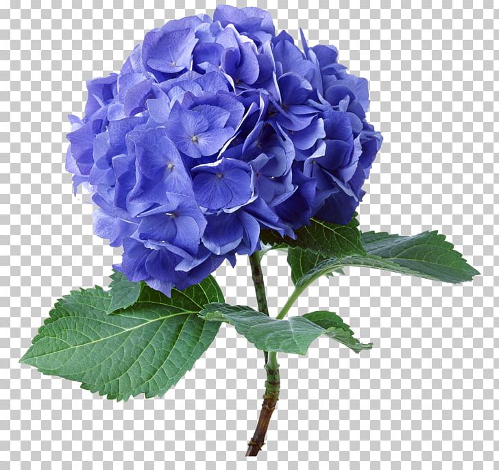 French Hydrangea Cut Flowers Plant Oakleaf Hydrangea PNG, Clipart, Annual Plant, Blue, Blue Rose, Cornales, Flower Free PNG Download