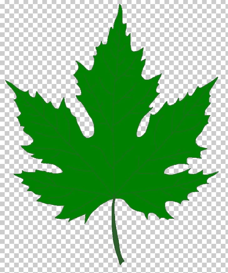 Silver Maple Red Maple Sugar Maple Norway Maple Swamp Spanish Oak PNG, Clipart, Bark, Bud, Images Of Maple Leaves, Leaf, Maple Free PNG Download