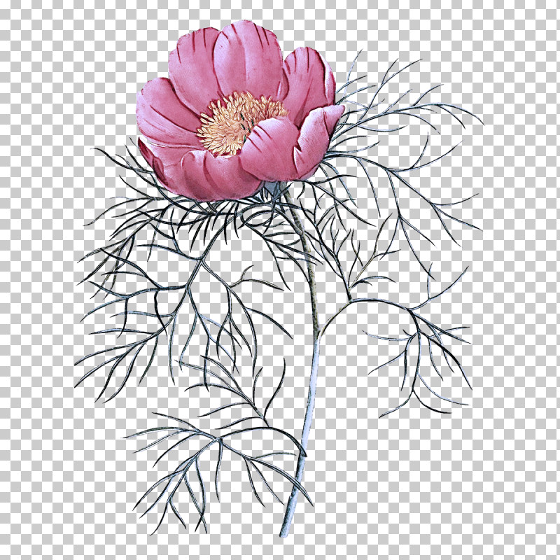 Flower Plant Petal Pink Wildflower PNG, Clipart, Anemone, Aster, Chinese Peony, Common Peony, Cut Flowers Free PNG Download