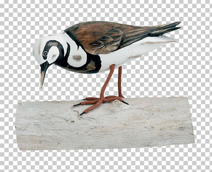Beak Goose Cygnini Duck Bird PNG, Clipart, Anatidae, Animals, Avenue, Beak, Bird Free PNG Download