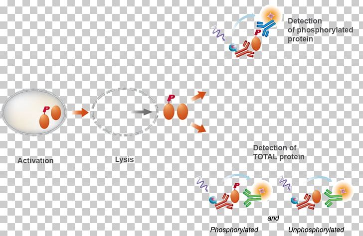 Bioassay Phosphorylation Cisbio Förster Resonance Energy Transfer PNG, Clipart, Antibody, Area, Assay, Brand, Cell Free PNG Download