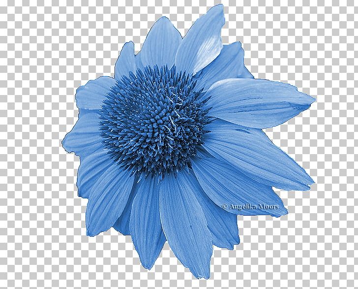 Cut Flowers Daisy Family Petal Common Daisy PNG, Clipart, Annual Plant, Blue, Common Daisy, Cut Flowers, Daisy Family Free PNG Download