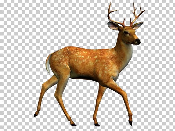 Deer PNG, Clipart, Animals, Antelope, Antler, Camera, Ceylan Resimleri Free PNG Download