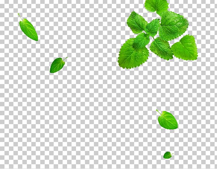 Desktop Green 1080p PNG, Clipart, 1080p, Apple, Branch, Desktop Computers, Desktop Wallpaper Free PNG Download
