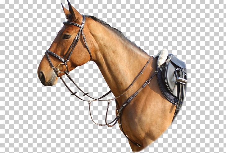 Horse Halter Saddle Hunt Seat Breastplate PNG, Clipart, Animals, Breastplate, Bridle, Equestrian, Equestrian Sport Free PNG Download