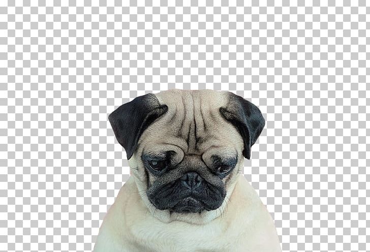 Meet The Pugs GmbH Puppy Loulou The Pug: A Book By MeetThePugs Pet PNG, Clipart, Animal, Birthday, Book, Carnivoran, Companion Dog Free PNG Download