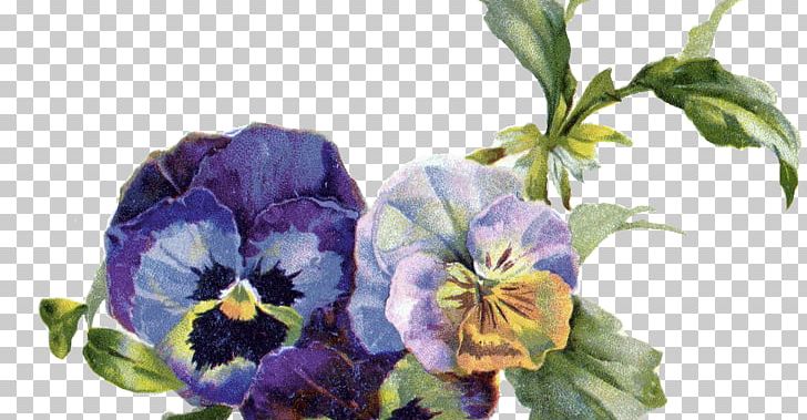 Pansy Flower Viola Pedunculata PNG, Clipart, Clip Art, Cut Flowers, Equestria Daily, Flower, Flowering Plant Free PNG Download