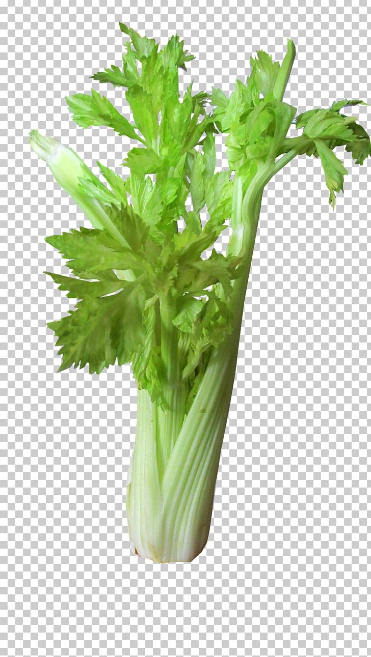 Celery Leaf Vegetable Bloody Mary Juice PNG, Clipart, Apiaceae, Bloody Mary, Bok Choy, Broccoli, Celery Free PNG Download