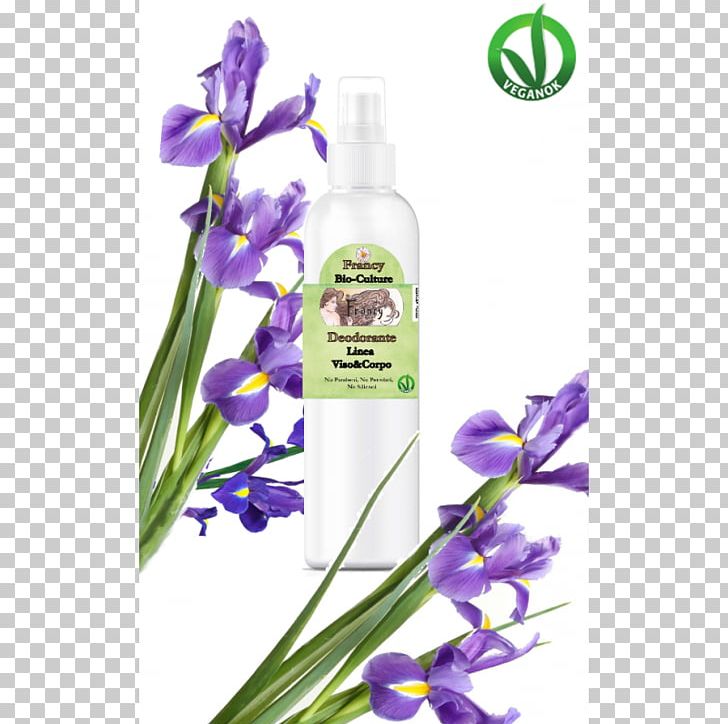 Lavender Violet Cut Flowers Herb PNG, Clipart, Cut Flowers, Herb, Violet Free PNG Download