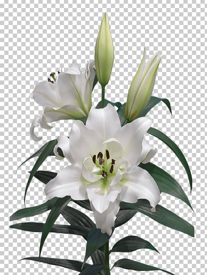 Lilium Cut Flowers Oriental Hybrids Liliaceae PNG, Clipart, Bulb, Cut Flowers, Floral Design, Floristry, Flower Free PNG Download