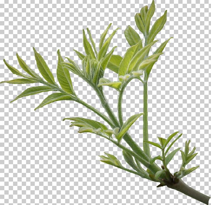 Branch Leaf Tree Ash PNG, Clipart, Ash, Branch, Crown, Herb, Herbal Free PNG Download