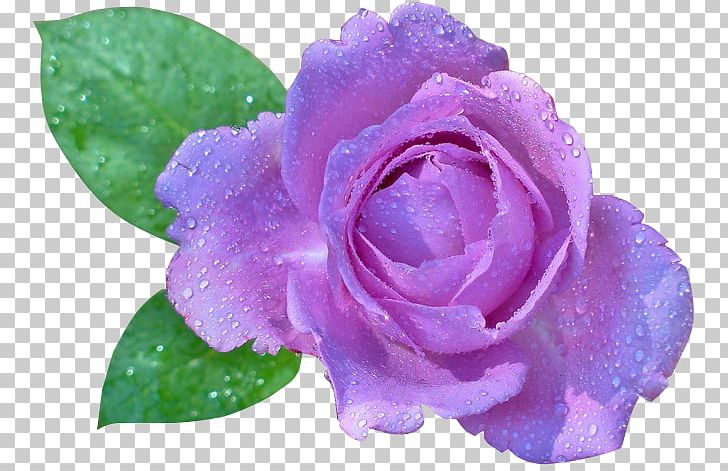 Desktop Rose Flower PNG, Clipart, Annual Plant, Cari, Color, Cut Flowers, Desktop Metaphor Free PNG Download
