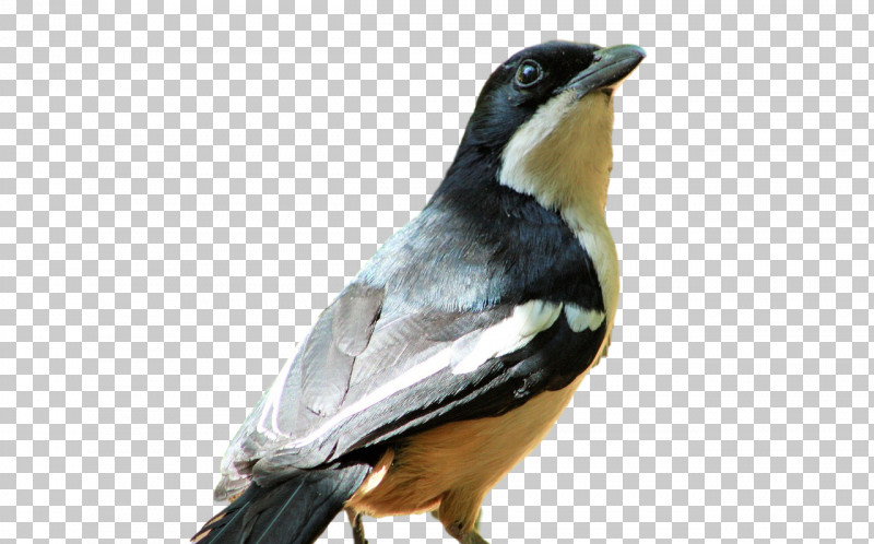 Passerine Birds Beak Science Biology PNG, Clipart, Beak, Biology, Birds, Passerine, Science Free PNG Download
