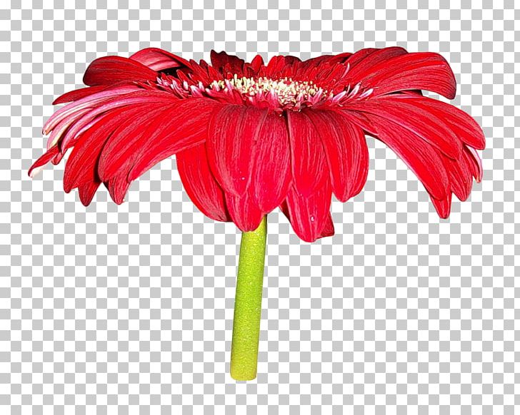 Flower PNG, Clipart, Big Ben, Big Red, Big Sale, Chrysanthemum, Chrysanths Free PNG Download