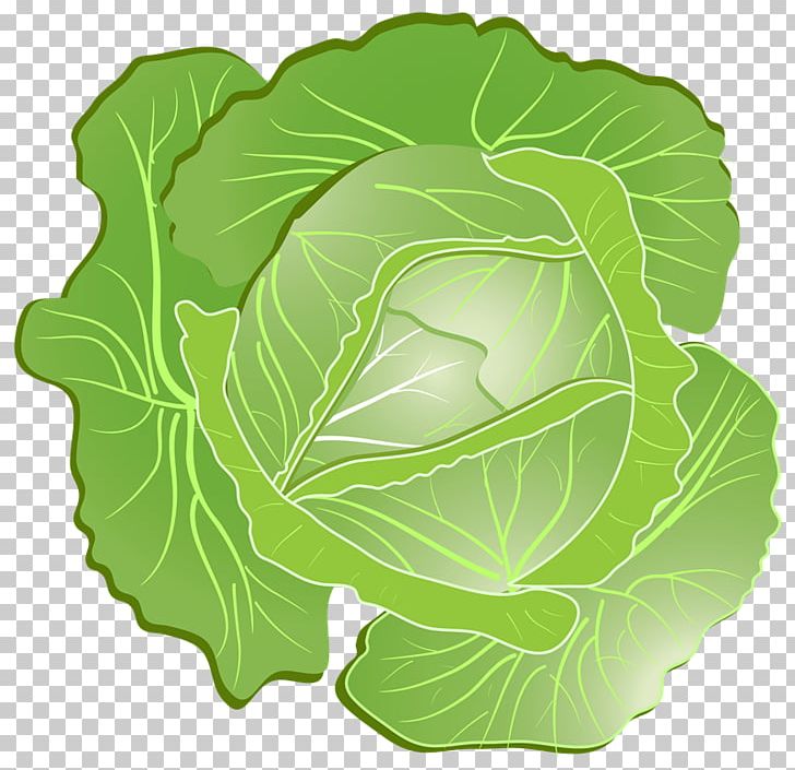 Savoy Cabbage Coleslaw PNG, Clipart, Brassica Oleracea, Cabbage, Chinese Cabbage, Coleslaw, Collard Greens Free PNG Download