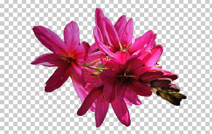 Petal Cut Flowers Painting PNG, Clipart, 2016, Annual Plant, Cicek, Cicek Resim, Cicek Resimleri Free PNG Download