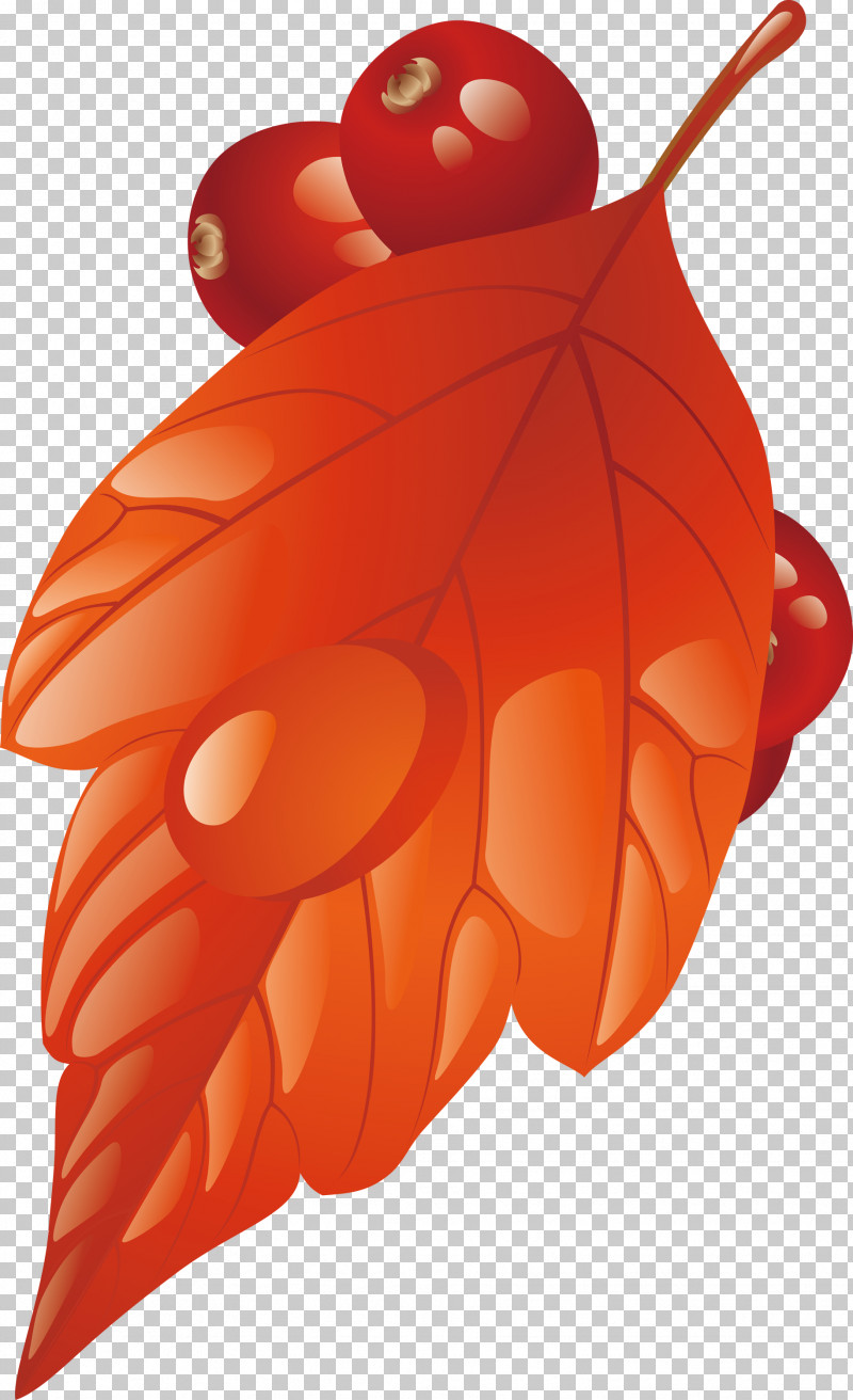 Orange PNG, Clipart, Insect, Leaf, Orange, Plant, Red Free PNG Download