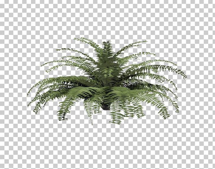 Fern Plant Tree Shrub Material PNG, Clipart, Archicad, Architectural Engineering, Autodesk Revit, Building Information Modeling, Fern Free PNG Download