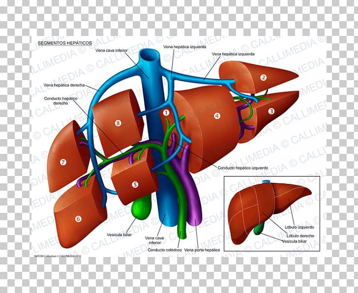 Liver Segment Anatomy Portal Vein Hepatic Veins PNG, Clipart, Anatomy, Automotive Design, Common Bile Duct, Finger, Gallbladder Free PNG Download