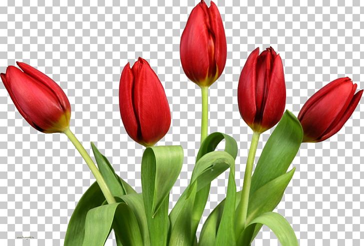 Tulip Desktop PNG, Clipart, Anemone, Bud, Computer Icons, Cut Flowers, Desktop Wallpaper Free PNG Download