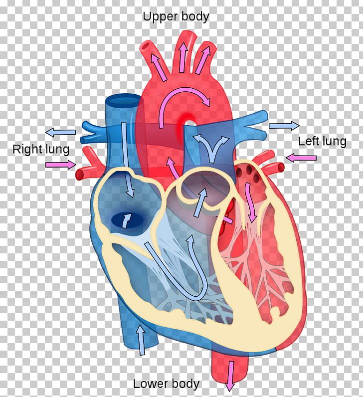 Heart Diagram Anatomy Human Body Circulatory System PNG, Clipart, Anatomy,  Animation, Artery, Blood, Cardiac Muscle Free