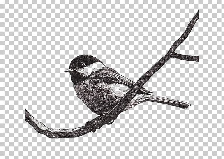 Paper Drawing Pen Bird Black-capped Chickadee PNG, Clipart, Acidfree Paper, Animals, Birdwatching, Branch, Chinese Style Free PNG Download