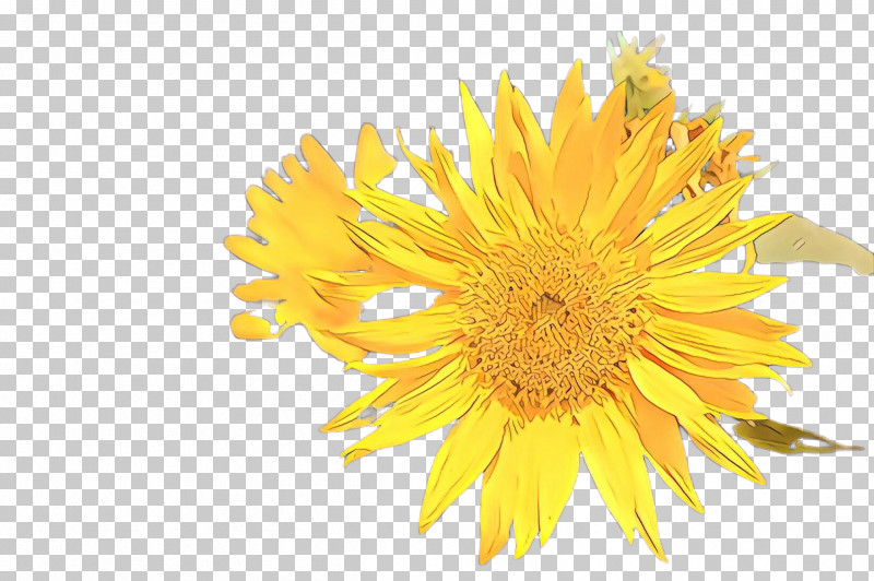 Sunflower PNG, Clipart, Daisy Family, Dandelion, Flower, Petal, Plant Free PNG Download