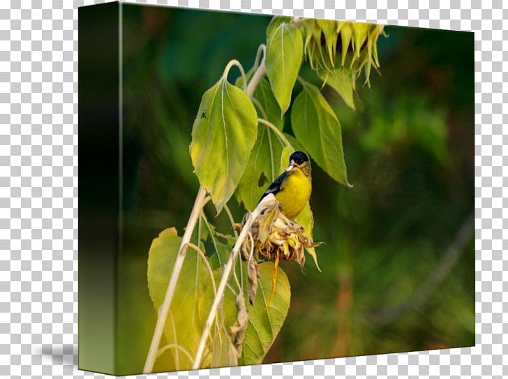 Finches Fauna Beak Wildlife PNG, Clipart, Beak, Bird, Fauna, Finch, Organism Free PNG Download