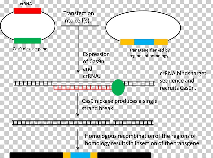 Homologous Recombination CRISPR Genome Editing Genetic Recombination Plasmid PNG, Clipart, Angle, Area, Brand, Cas9, Circle Free PNG Download