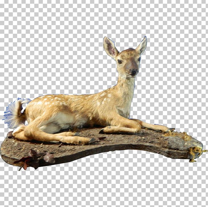 20th Century Deer Taxidermy Ruby Lane Macropodidae PNG, Clipart, 20 Th, 20th Century, Animals, Art, Century Free PNG Download